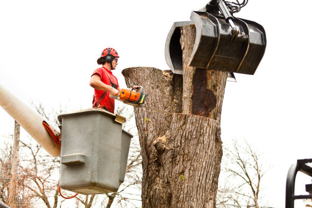 Best Tree Maintenance Programs  in Copper Canyon, TX